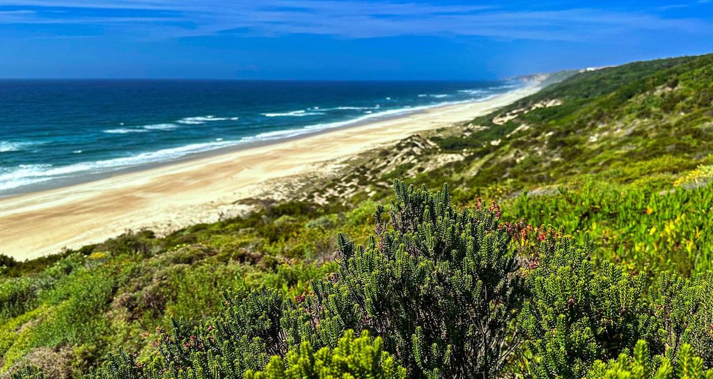A long, empty sandy beach beneath a constant-height cliff, backed by dense pine forest
